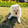 なっちロゴ