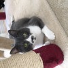 わっきーロゴ