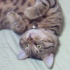 テンキチロゴ