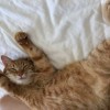 かわたんロゴ