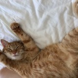 かわたんロゴ
