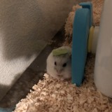 Nonakaロゴ