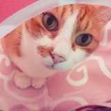 ごえ。ロゴ