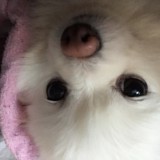 みーたんロゴ