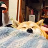 翔也ロゴ