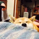翔也ロゴ