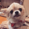 はんちゃんロゴ