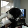 たかやんロゴ