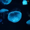 JELLYFISH（男女混合）ロゴ